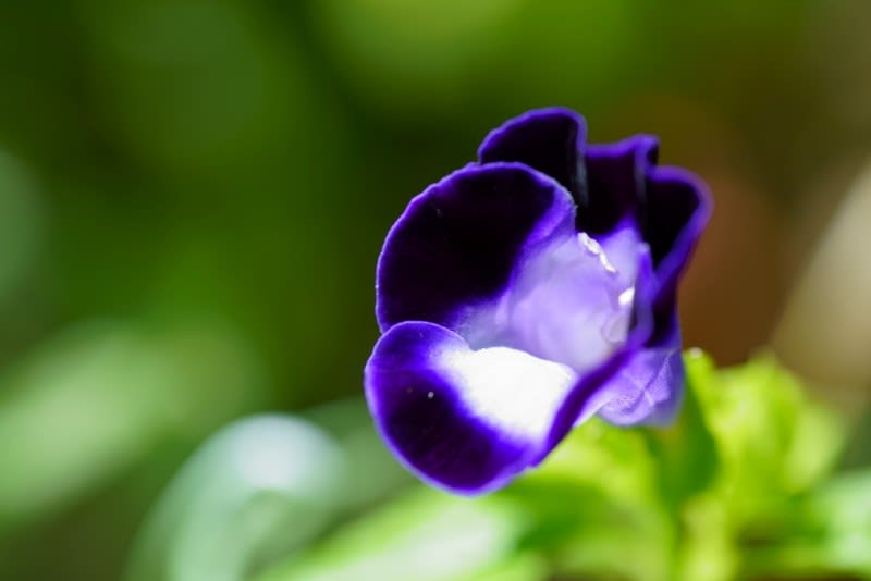 我が家の９月の花 6 トレニアが開花 オキザリス トリアングラリス 紫の舞 コムラサキ 昨年の花と実 金沢から発信のブログ 風景と花と鳥など