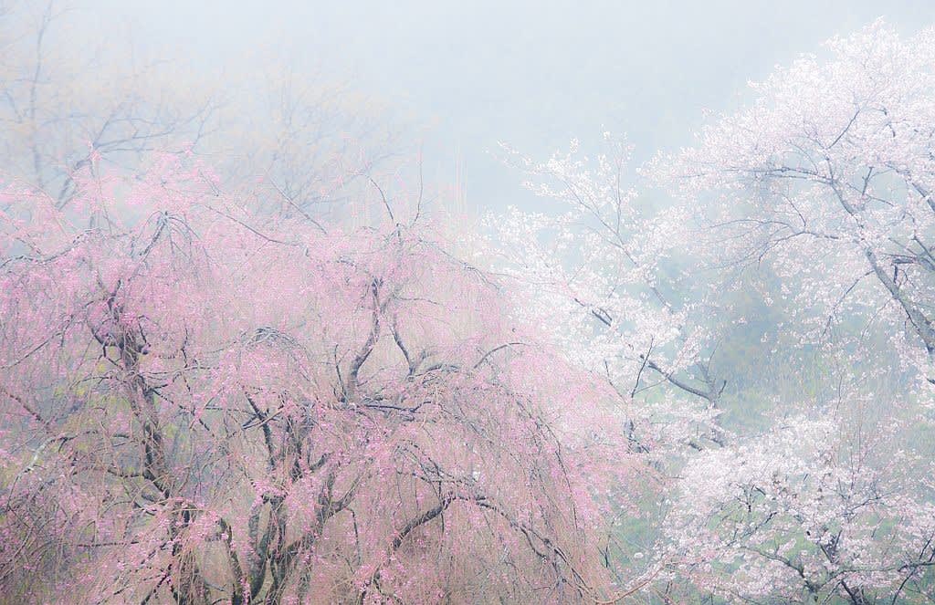 龍珠院の桜の写真