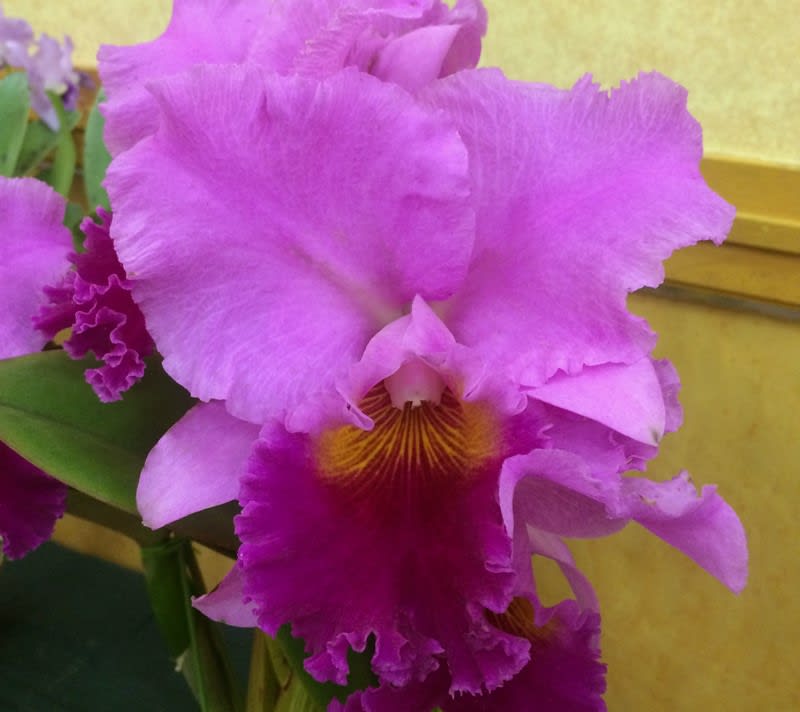 Rlc Tribute Independence Day カトログ カトレヤ交配種のブログ Hybrid Cattleya S Blog Database Rlc Tribute Independence Day カトログ カトレヤ交配種のブログ Hybrid Cattleya S Blog Database