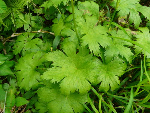 栂池自然園の植物（2009/7/20）　モミジカラマツ（紅葉落葉松）