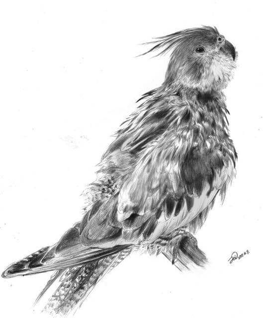 鉛筆で鳥を描こう 第0回目 鳥道楽 ネケネケ