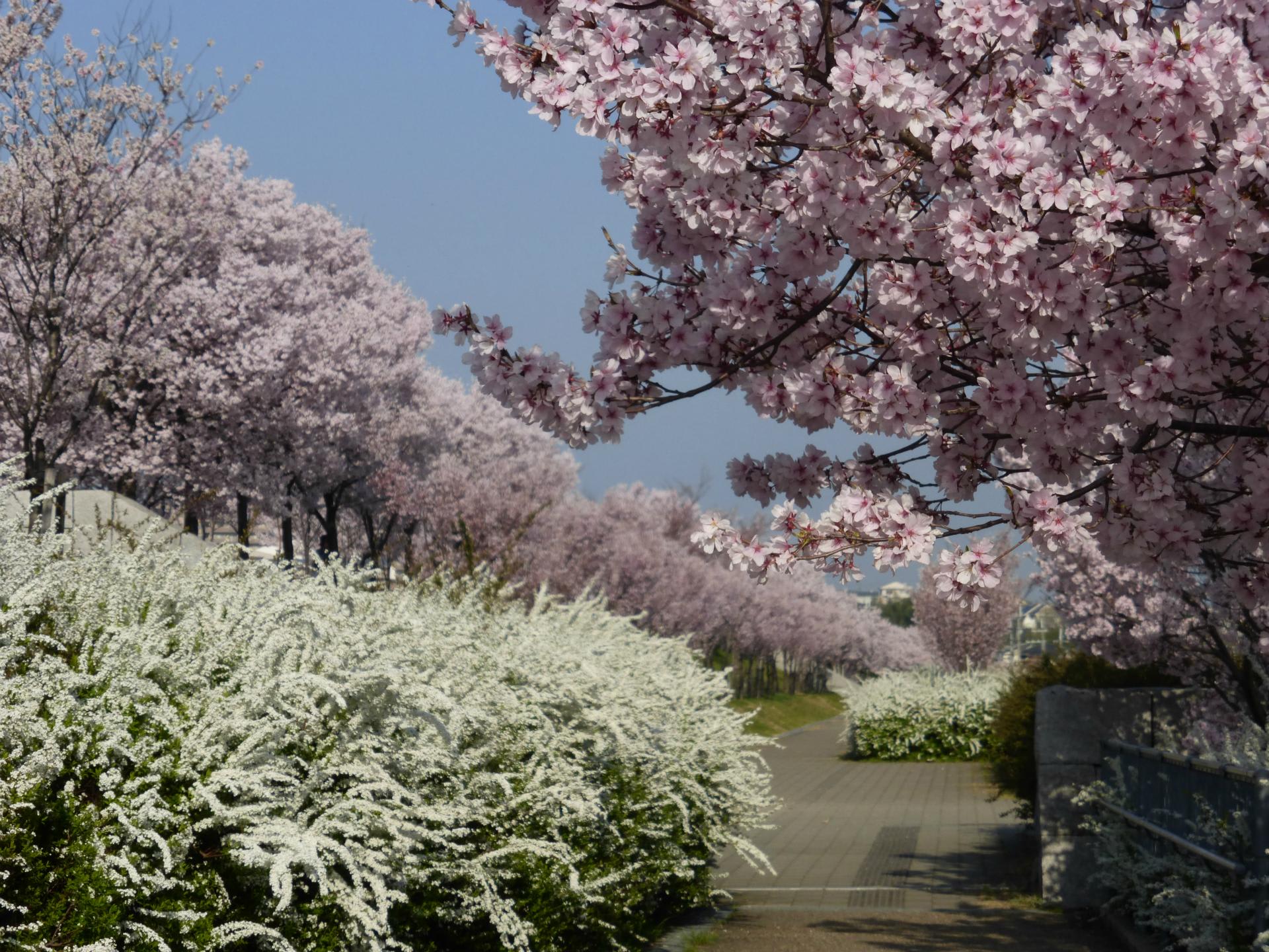 狭山池の桜 - 富田林百景+ 「とんだばやし」とその周辺の魅力を 狭山池の桜 - 富田林百景+ 「とんだばやし」とその周辺の魅力を