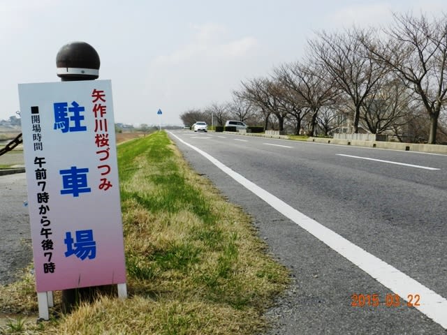 安城の大楠を見にの画像