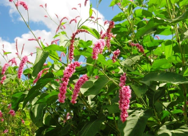 オオケタデ 大毛蓼 草丈が２ｍにもなる一年草の帰化植物 く にゃん雑記帳