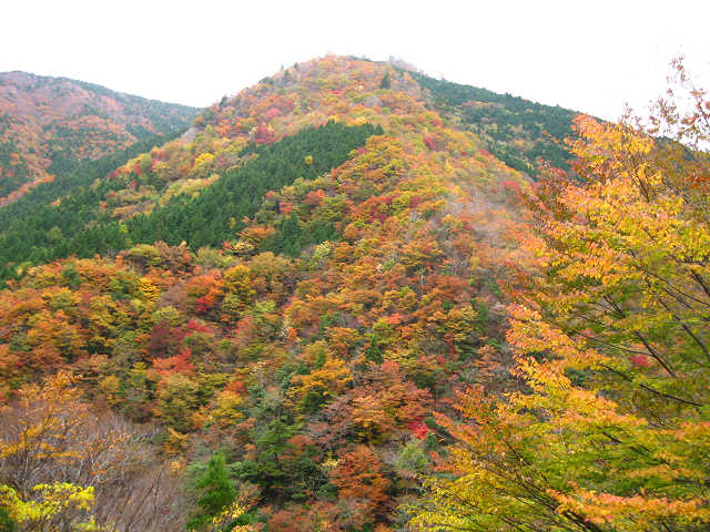 紅葉の寂地山へ 山口県岩国市 ほーしざきの散歩道