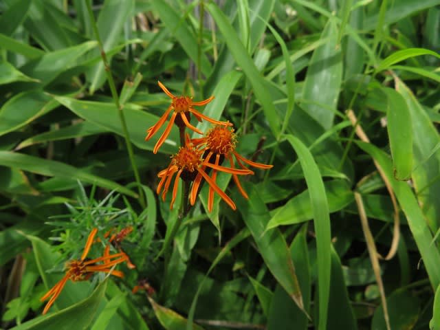 少ない花弁を反り返らせるコウリンカ 野の花 庭の花