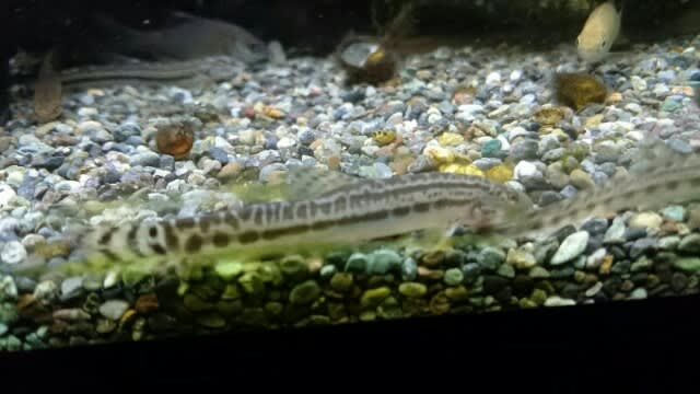 無料 淡水魚 サンヨウコガタスジシマドジョウ Sサイズ 10匹 www.hughsimpson.co.uk 無料 淡水魚 サンヨウコガタスジシマドジョウ Sサイズ 10匹 www.hughsimpson.co.uk