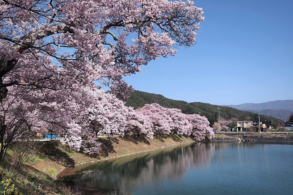 伊那谷の桜 六道の堤 の桜が凄く綺麗だった 21 へそまがり姫 あっちこっち 伊那谷の桜 六道の堤 の桜が凄く綺麗だった 21 へそまがり姫 あっちこっち