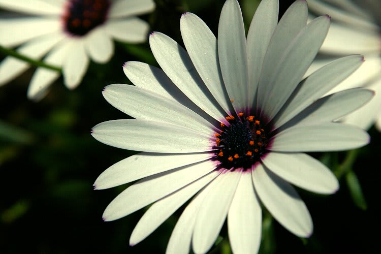 ディモルフォセカ Dimorphotheca Sinuata Flower Photograph