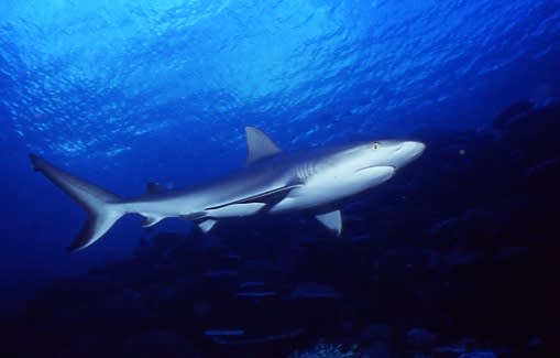 オグロメジロザメ Gray Reef Shark ｂｌｕｅ ｈｅａｖｅｎ