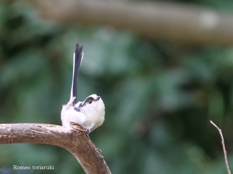 尾羽をピーン エナガ 気楽にとり 鳥 撮り 歩き