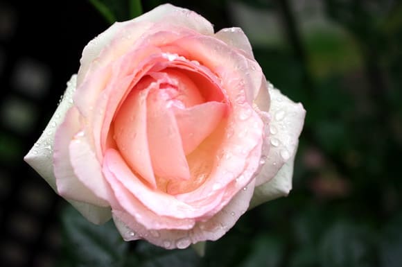 雨に濡れたピンクの薔薇 ピエール・ド・ロンサールです