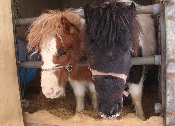 46 旭川 ミニホース 小さい 撮って置きの日々