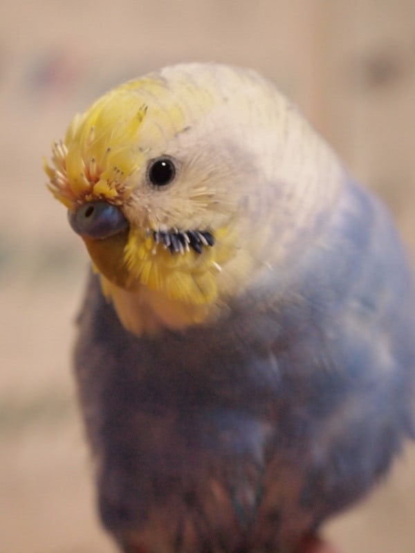 フジ坊の激太り 鳥バカ日記