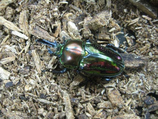 特別展示 クワガタの雌雄モザイク個体 りゅうこん日記