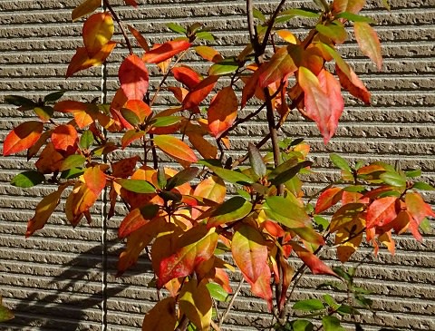 庭木の紅黄葉 １２ ツツジ２種 Koba の庭 春夏秋冬