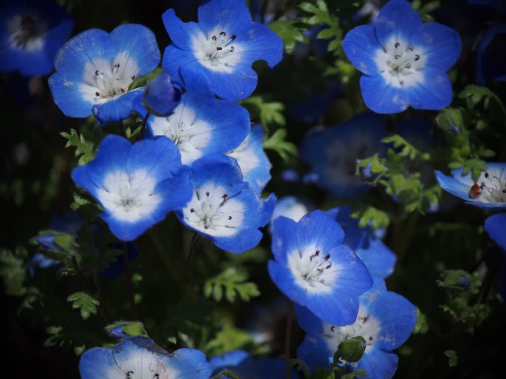 ラブリーオオイヌノフグリ ネモフィラ 最高の花の画像