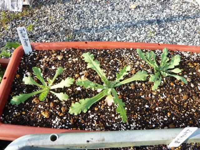 チューリップポピーの植え付け ポピーと薄荷とブルーエルフィンのブログ