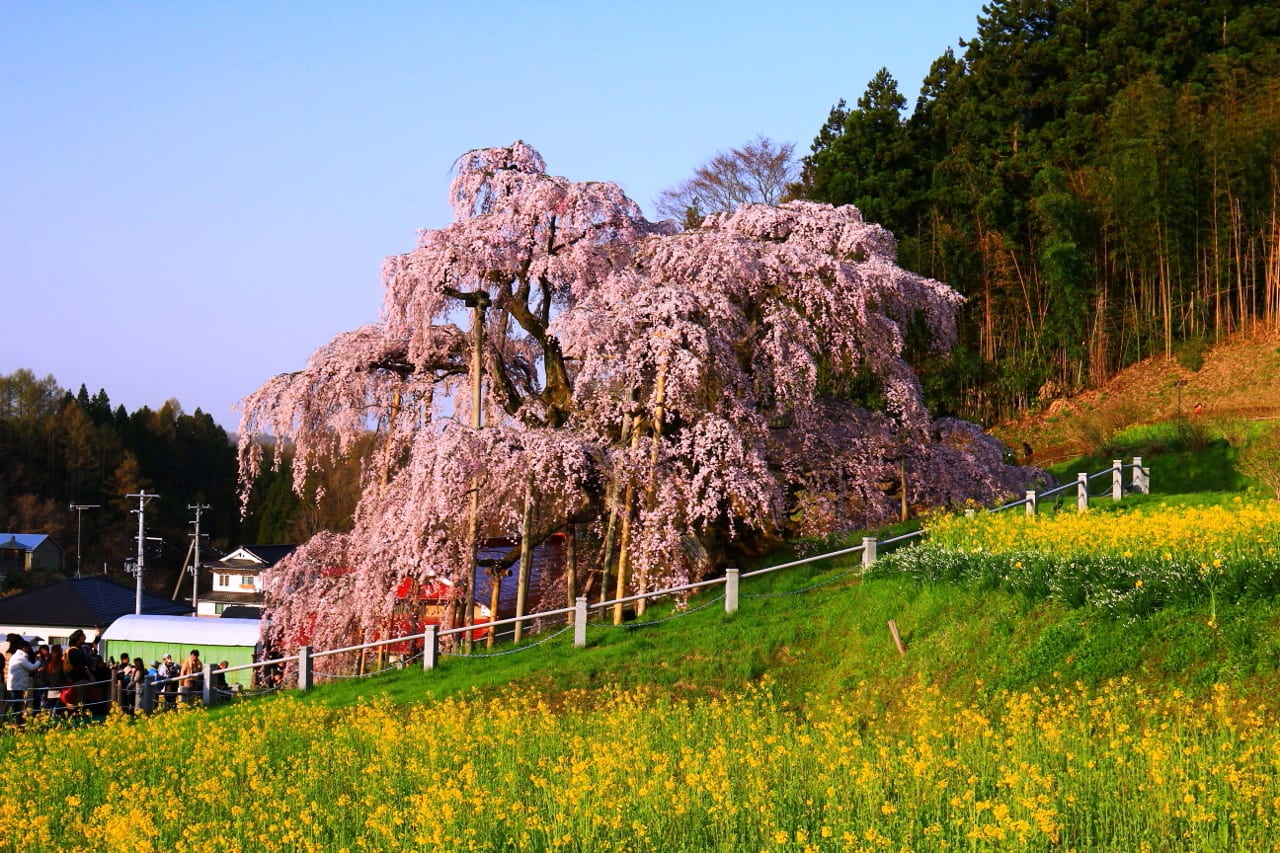 三春の滝桜 福島県 - 福島の四季写真