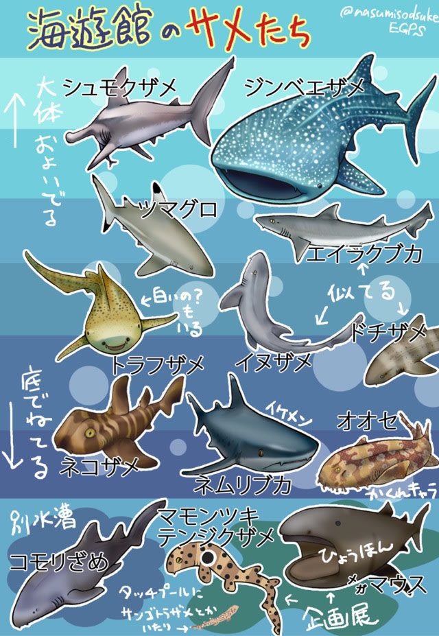 海遊館のサメたち サメと甘党