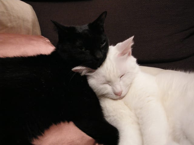 優れた品質 トレーナー✭黒地 M✭黒猫と白猫 ハート✭カップル 夫婦✭LOVE samirahhotel.com