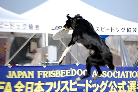 bordercollie_ボーダーコリー