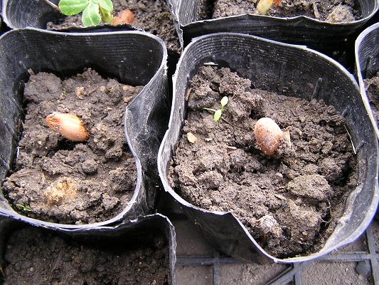 落花生栽培 その1 種蒔き らいちゃんの家庭菜園日記