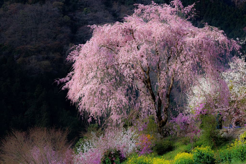 龍珠院の桜