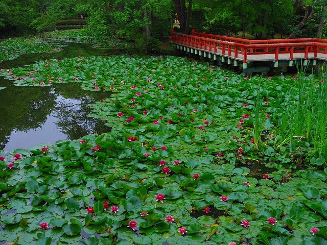 八郎沼公園のスイレン 癌春 がんばる 日記 ｂｙ 花sakag