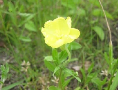 ６月２１日 木 マツヨイグサ ミ の 花 暦