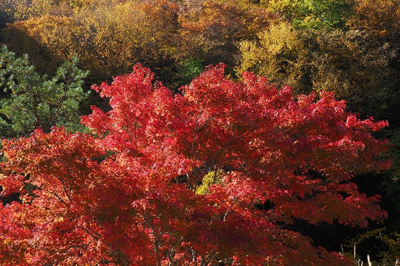 紅葉03 増富ラジウム温泉付近の紅葉