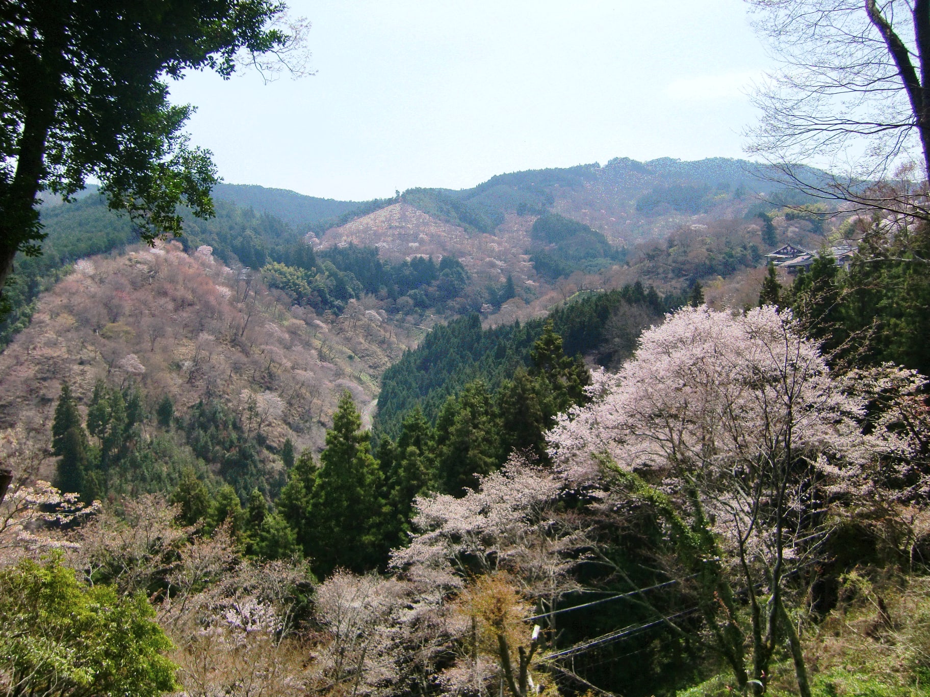 吉野山～☆の画像