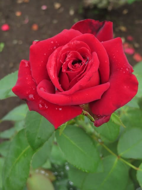 黒いほどに赤いバラ ジョッセルフェルト 春薔薇シリーズ 036 野の花 庭の花
