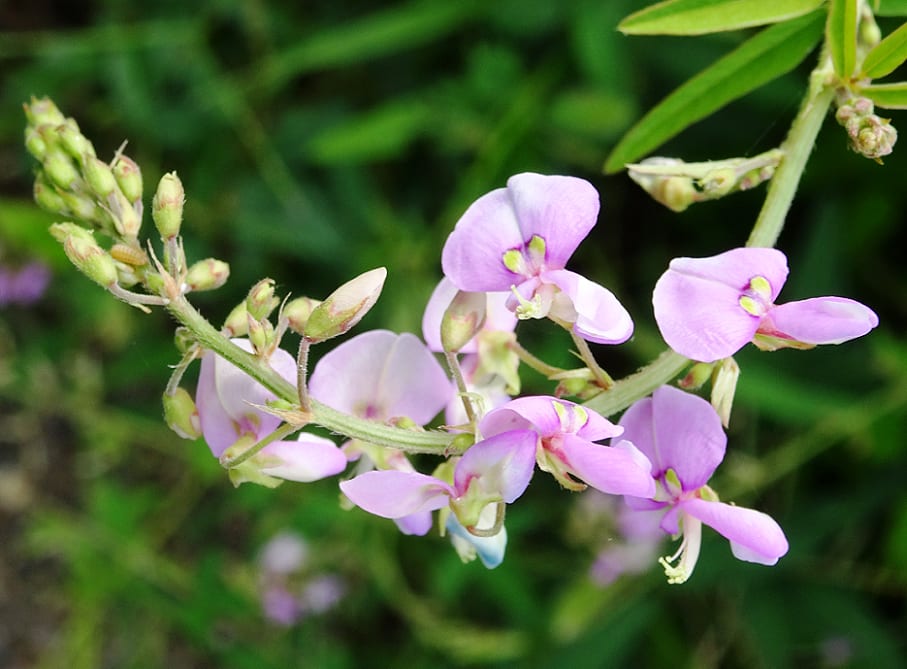 マメ科の花 生物見遊散歩