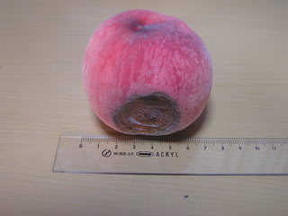 桃の生育 実が腐る原因 灰星病 D 続き のほほん日記 桃の生育 実が腐る原因 灰星病 D 続き のほほん日記