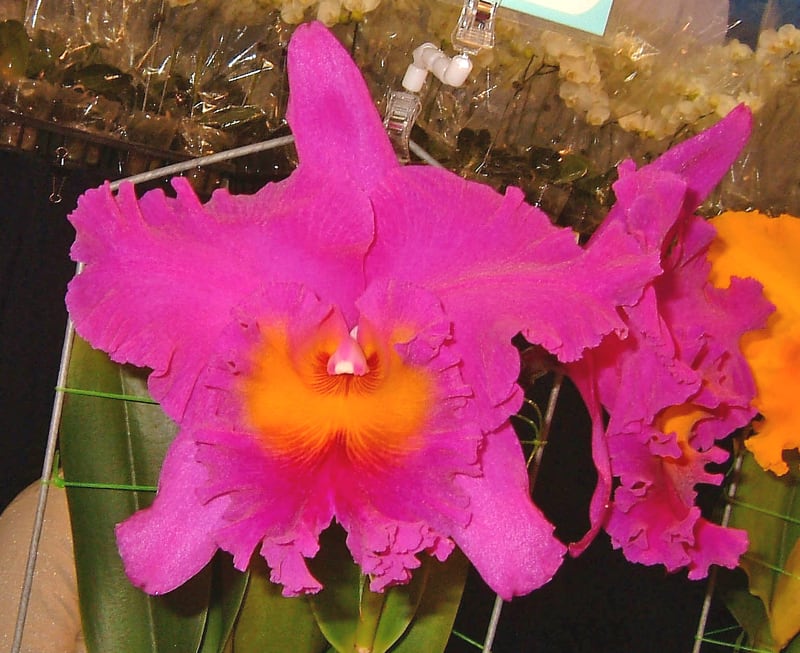 Rlc. Pink Empress'Sunshine' - カトログ !! ~ カトレヤ交配種 Rlc. Pink Empress'Sunshine' - カトログ !! ~ カトレヤ交配種