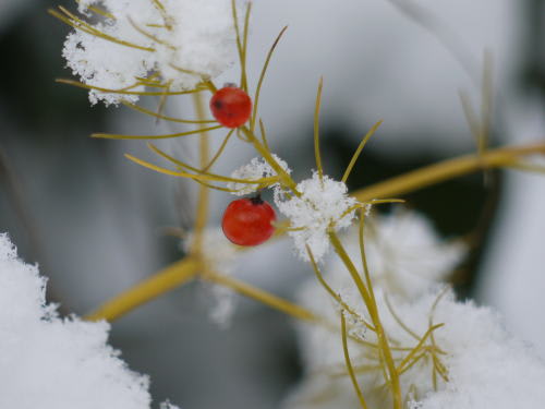 雪の中の彩　アスパラガスの赤い実