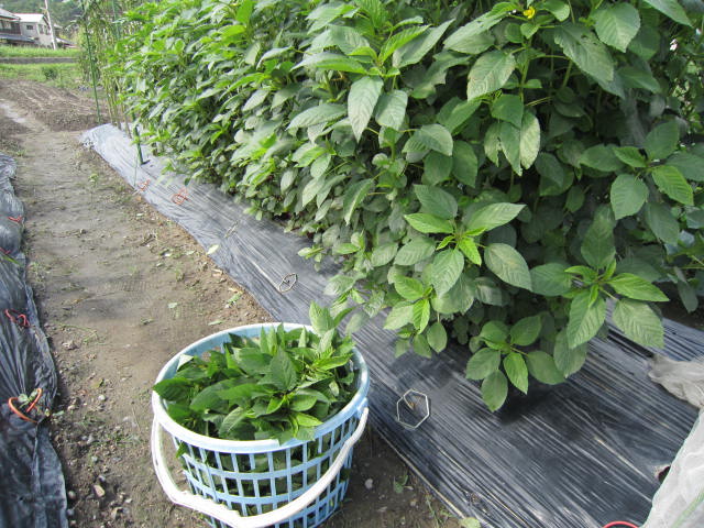 モロヘイヤに花が咲き始めました 大好き 野菜の時間 モロヘイヤに花が咲き始めました 大好き 野菜の時間