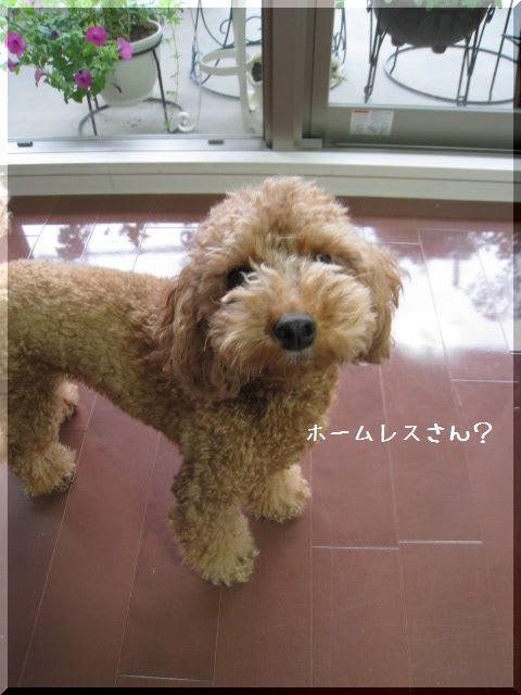トリミング トイプードル ナナのはんなり日記 トリミング トイプードル ナナのはんなり日記