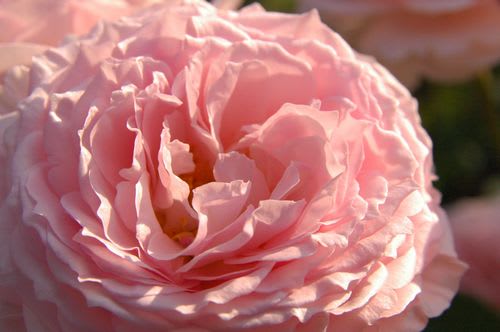 rose066B.jpg: バラの花