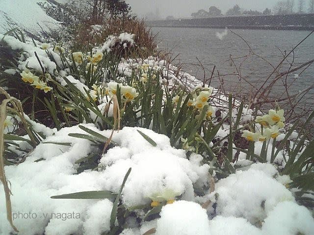 真冬の雪の下で咲く不思議な 雪中花 の越前水仙 後藤和弘のブログ