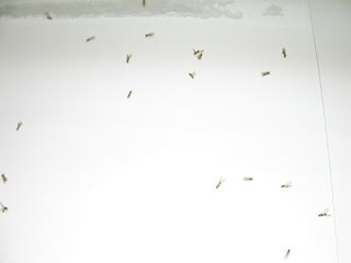 ２００９年の１０月１日は 年に一度の羽虫の大量発生の日でした ビジネス税理士 清水仁志の 京都情報 S ｃａｆｅ Taxcafe