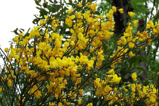 金雀枝 ｴﾆｼﾀﾞ 阿見周辺の四季の花