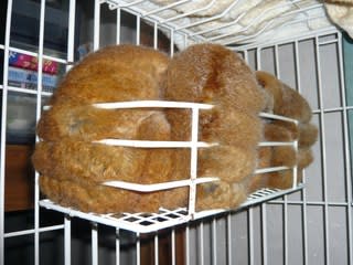 めり込む 二代目 もん吉くん