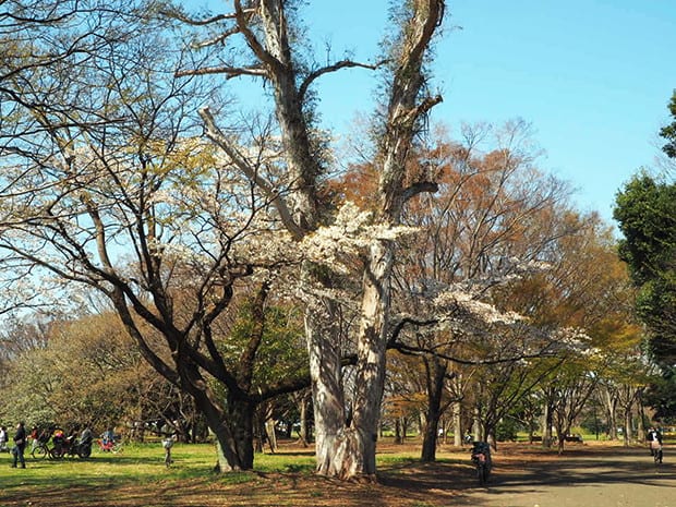 ユーカリとコアラのマーチ 玉川上水の木漏れ日の下