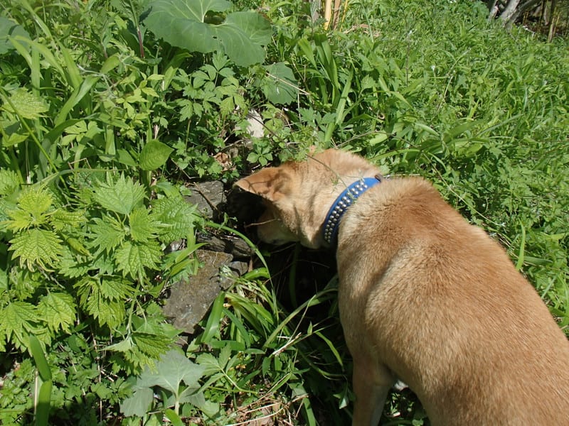 犬とシマヘビの戦い 大小迫 つむぎの家 犬とシマヘビの戦い 大小迫 つむぎの家