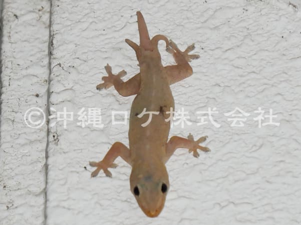 ３尾のヤールー ヤモリ 3tails Gecko 沖縄の今 こんなよ
