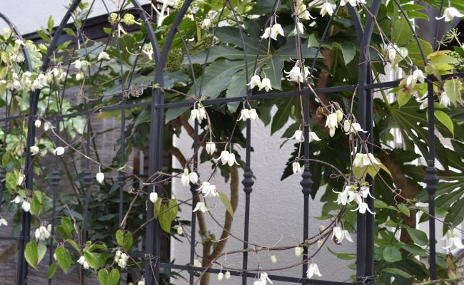 冬咲きクレマチスが満開 そして可愛いメジロもね Haruの庭の花日記 Haru S Garden Diary