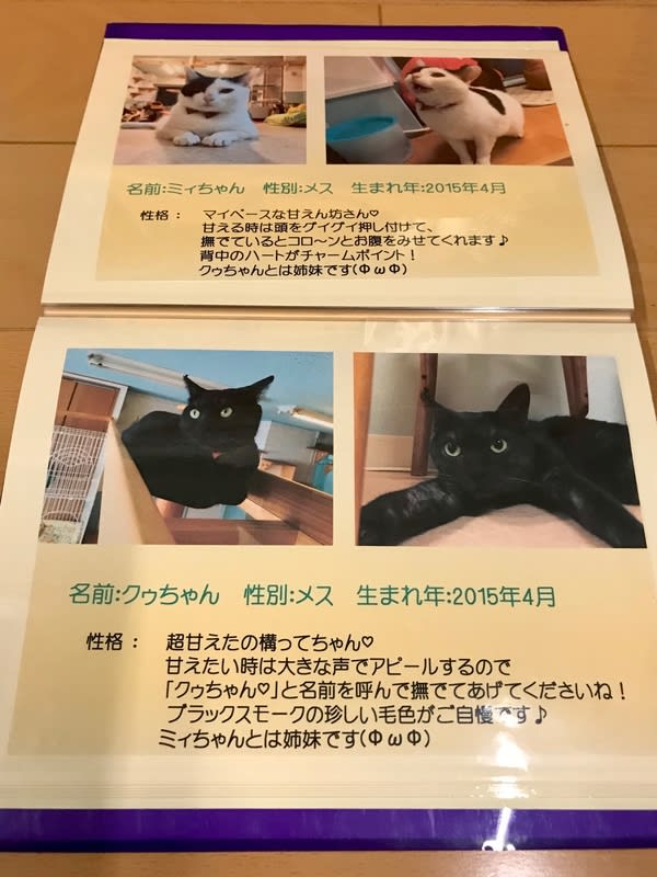 最愛の保護猫クゥちゃん ミィちゃん里親募集中 At 保護猫カフェ カーロ 明石 Cats Lover Animal Rights Jazz Singer Yuko Tsukazaki