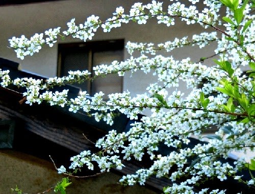 庭の花木 4月 ユキヤナギ ハナカイドウ ミツバツツジ シジミバナ 他 花と徒然なるままに
